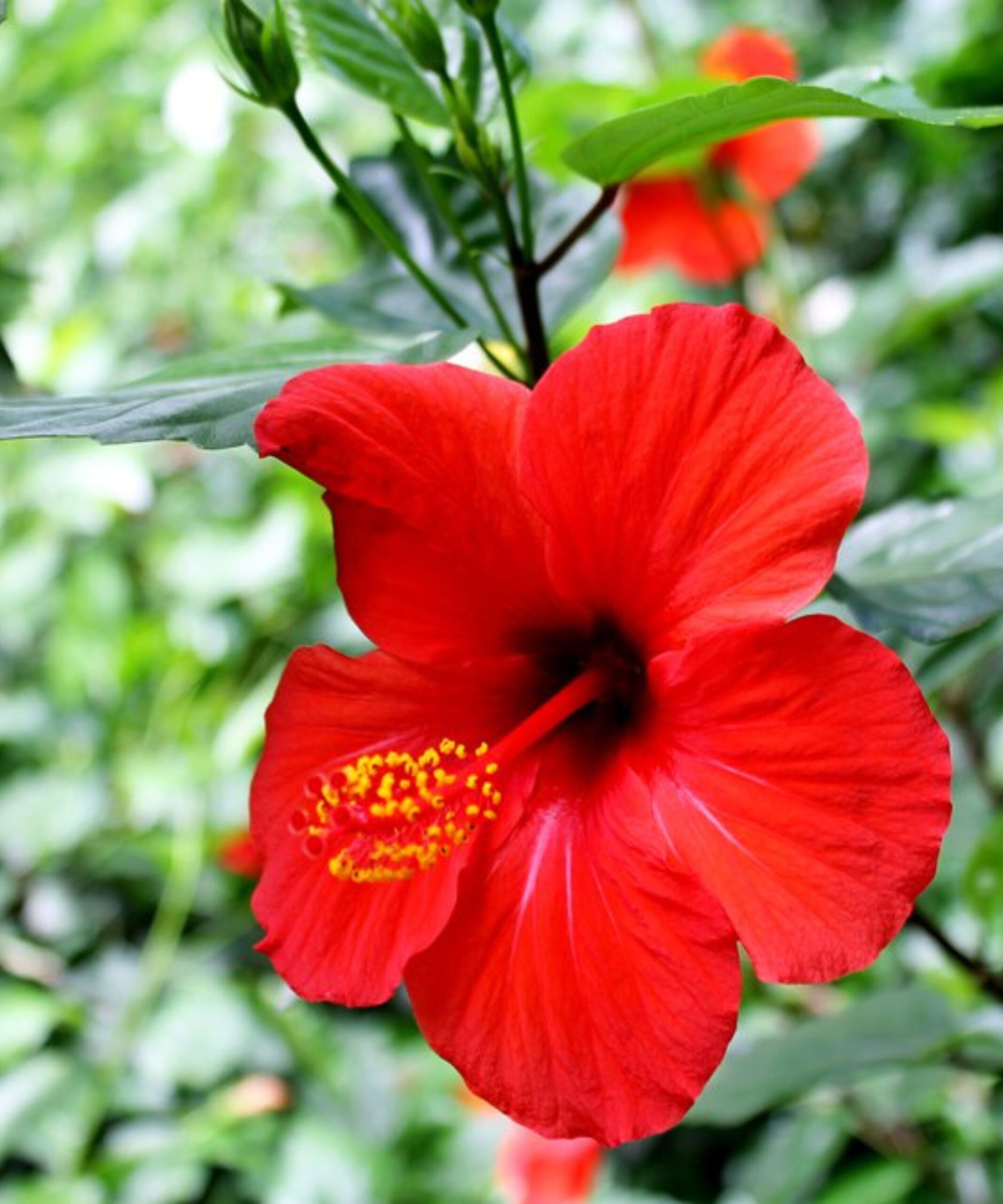 Feuille d'hibiscus - Secrets d'afrique.jpg