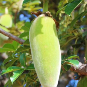 Fruit du baobab - secrets d'Afrique