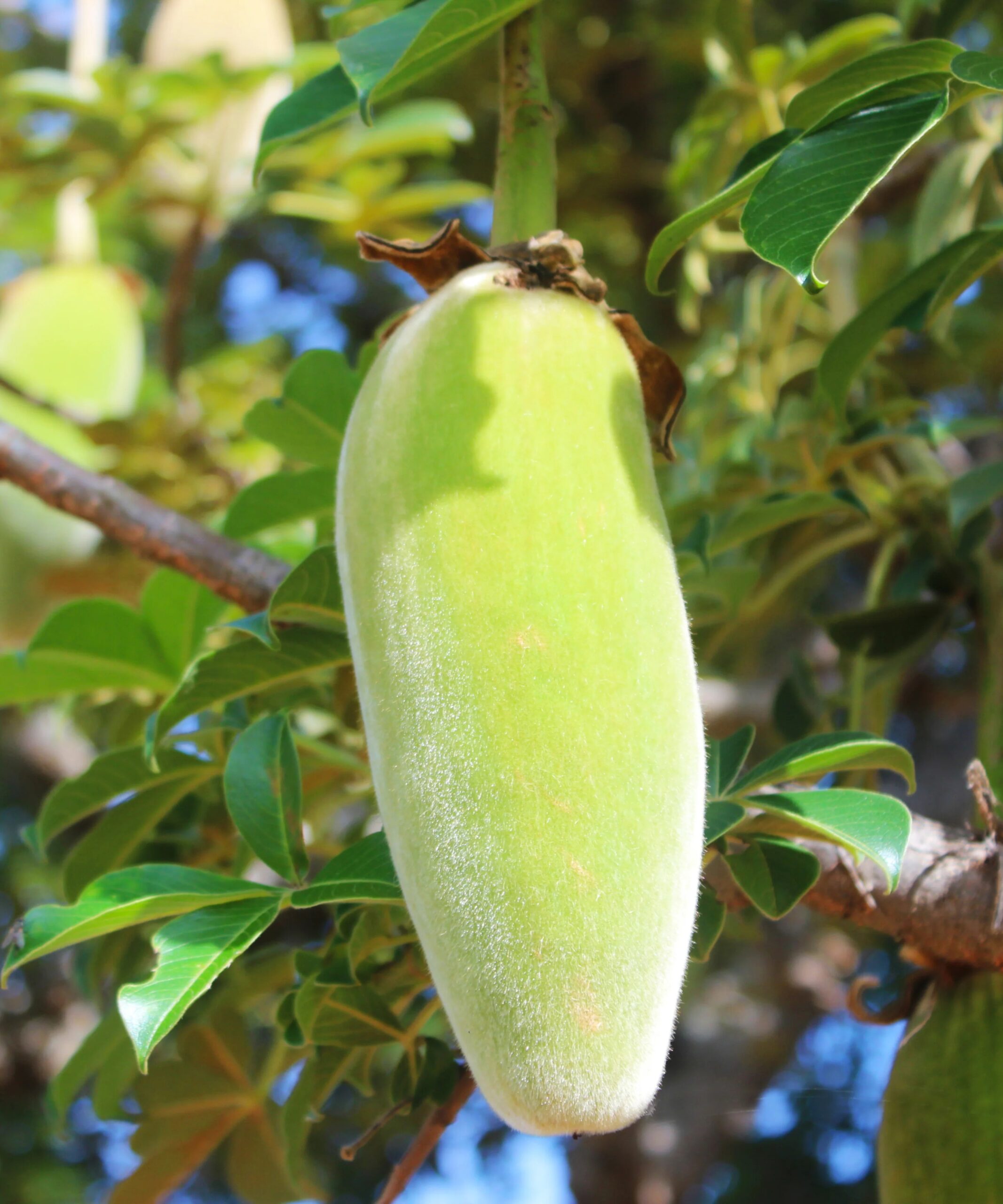 Fruit du baobab - secrets d'Afrique