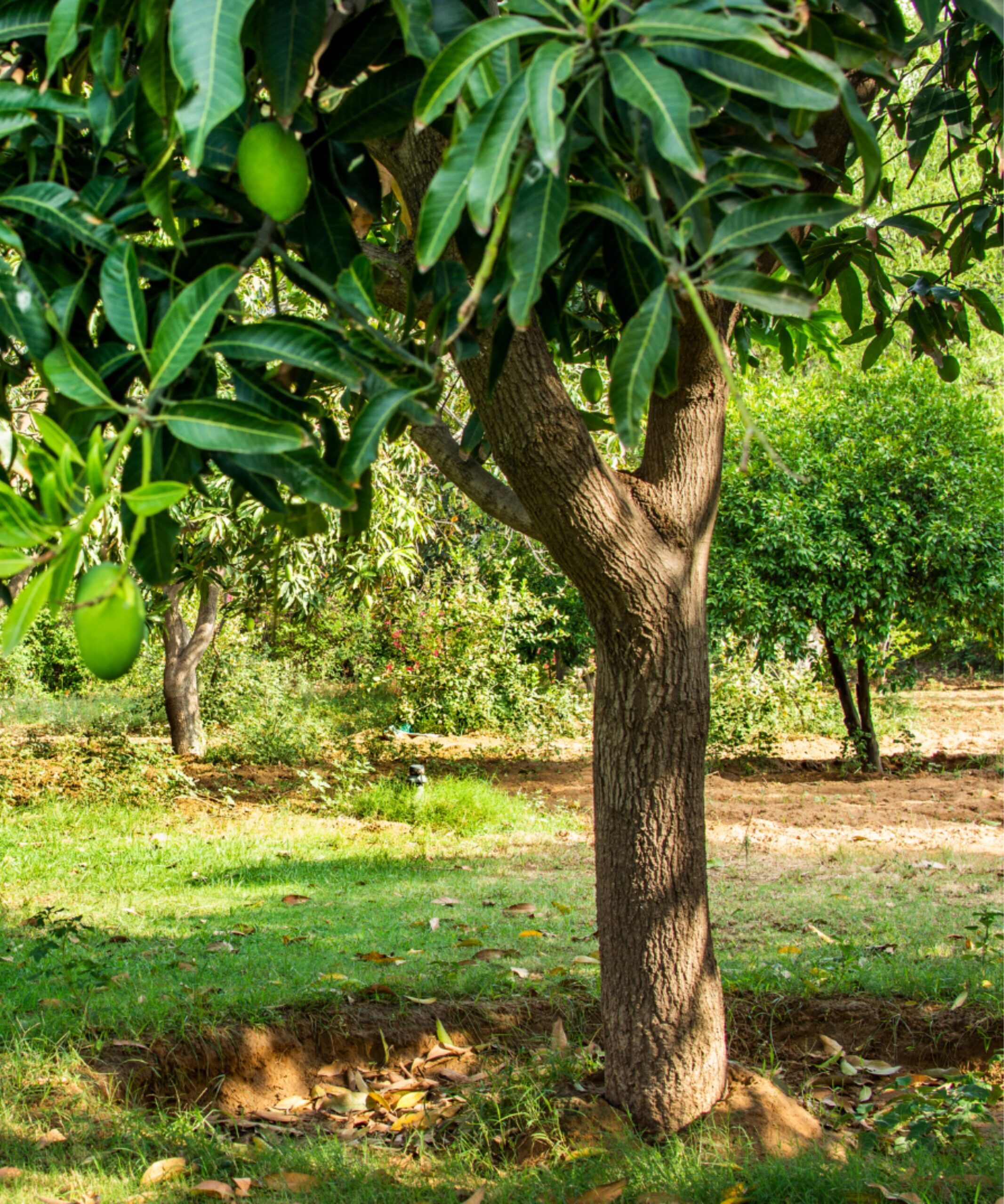 Ecorce d’Alidanké - Secrets d'Afrique