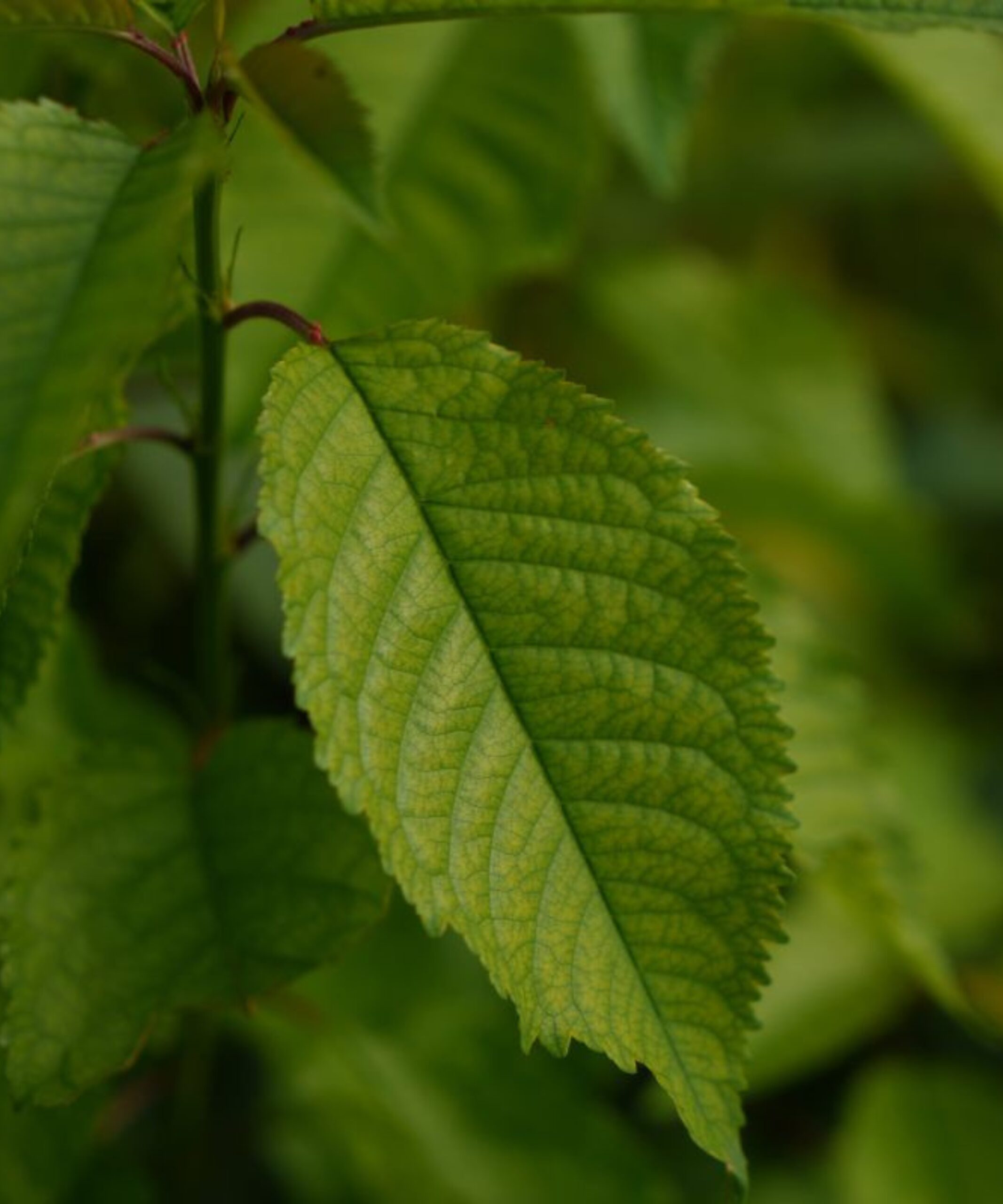 Feuilles de Djeka - Secrets d'Afrique.jpg