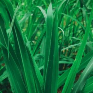 vetiver - Secrets d'afrique