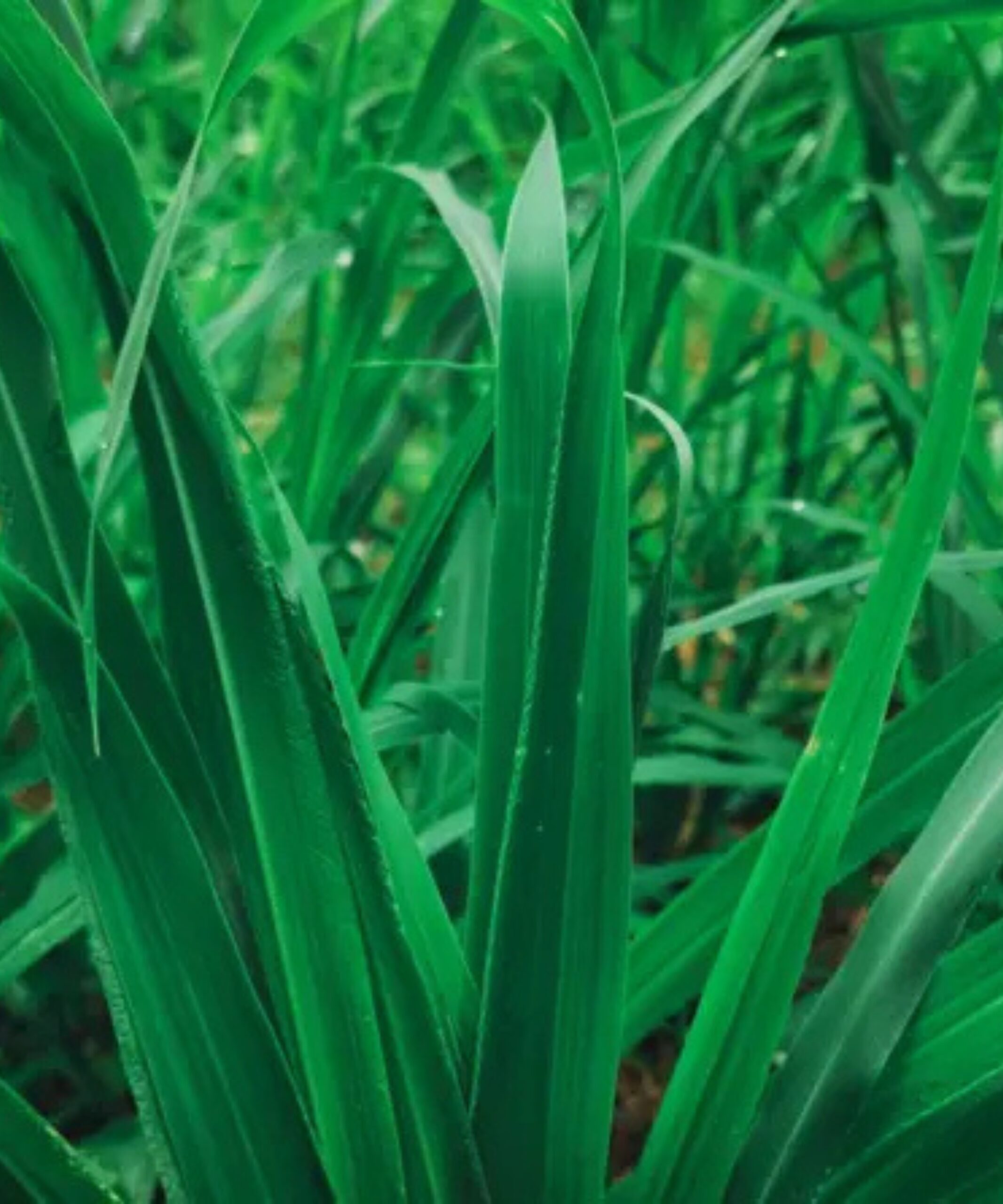 vetiver - Secrets d'afrique